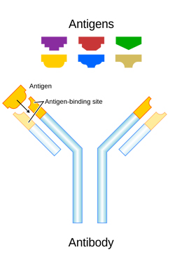 antigen-antibody-reactions