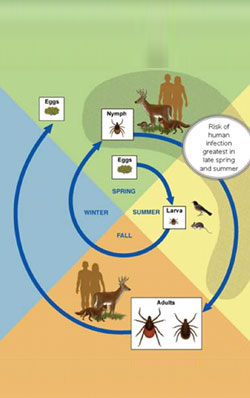 relapsing fever articles infection transmitted ticks