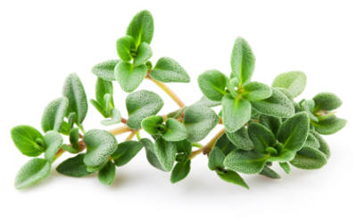 thyme health benefits