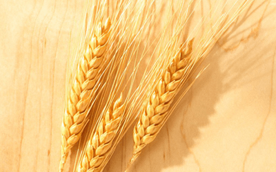 wheat grain benefits